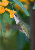 ruby-throated hummingbird 5.jpg