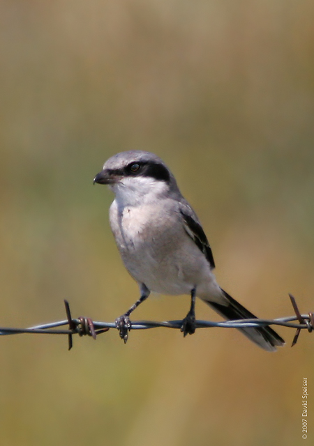 Loggerhead Shrike