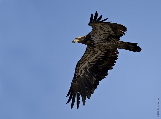 Bald Eagle (immature)