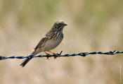 Vesper Sparrow