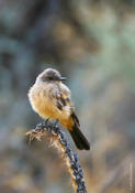 Say's Phoebe