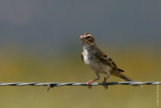 Lark Sparrow