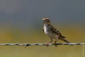 Lark Sparrow