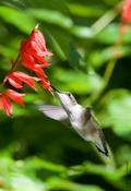 Ruby-throated Hummingbird