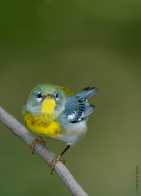 northern parula 1.jpg