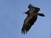 Bald Eagle (immature)