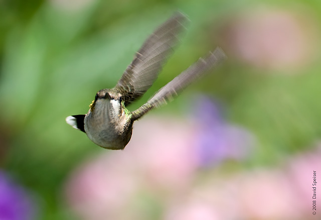 ruby-throated hummingbird 1b.jpg