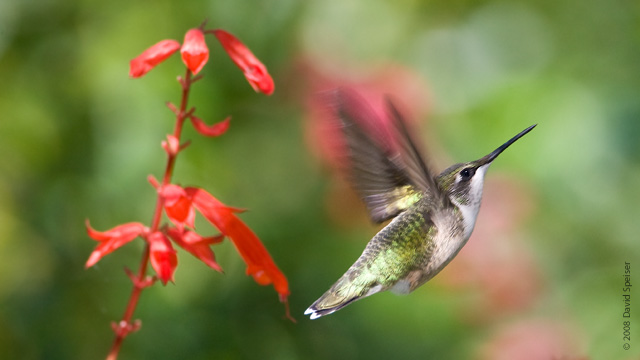 ruby-throated hummingbird 2.jpg