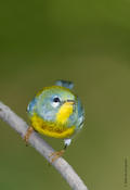 Northern Parula