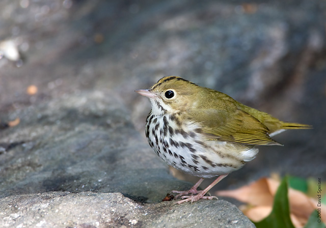 Ovenbird