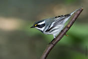 Black-throated Gray Warbler