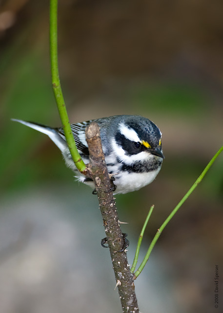 Black-throated Gray Warbler