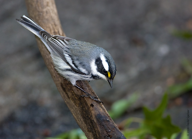 Black-throated Gray Warbler