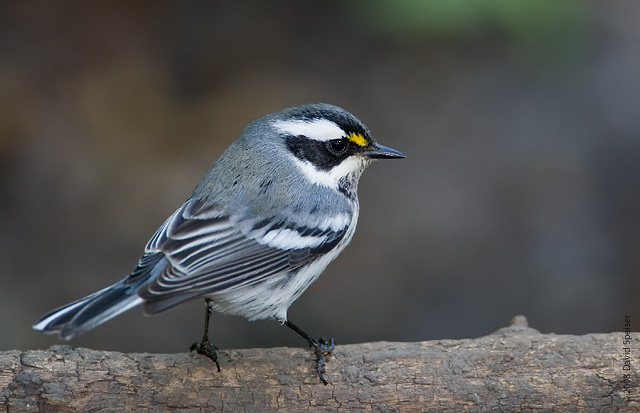 Black-throated Gray Warbler