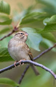 Chipping Sparrow