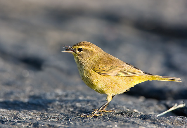 Palm Warbler with bug