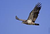 Bald Eagle (immature)