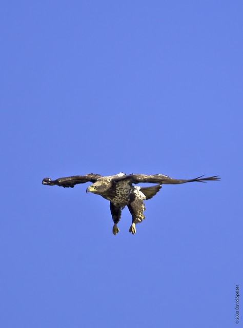 Bald Eagle (immature)