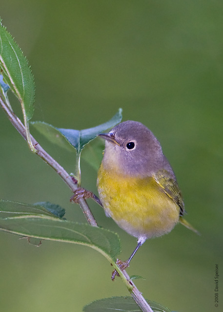 Nashville Warbler