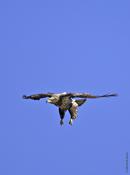 Bald Eagle (immature)