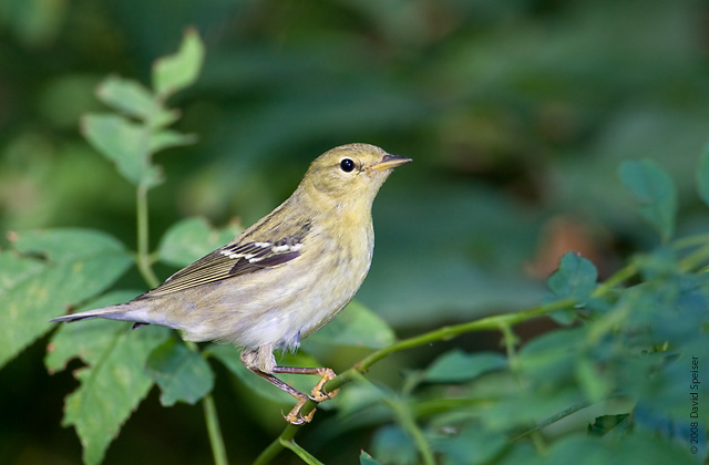 Blackpoll Warbler