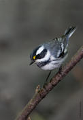 Black-throated Gray Warbler