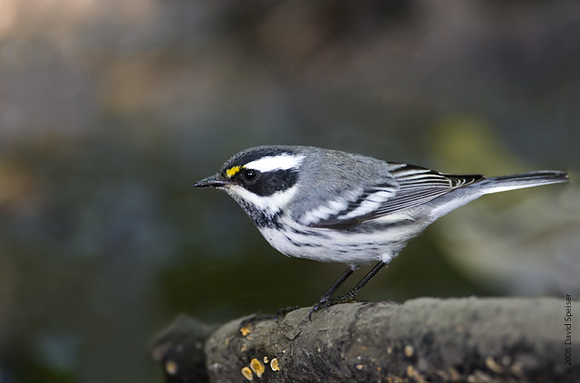 Black-throated Gray Warbler