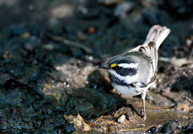 Black-throated Gray Warbler