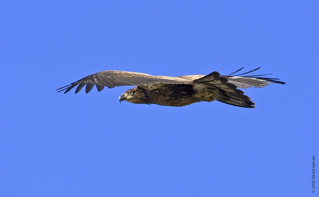 Bald Eagle (immature)