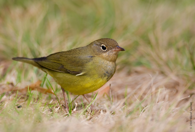 Connecticut Warbler