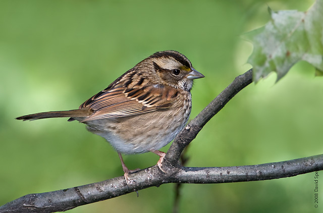 White-throated Sparrow