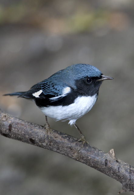 Black-throated Blue Warbler