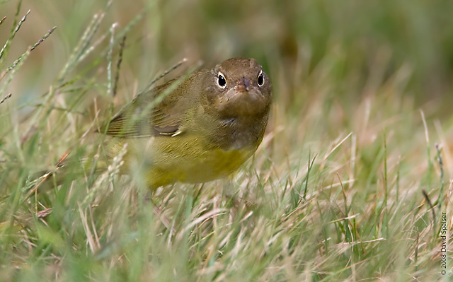 Connecticut Warbler