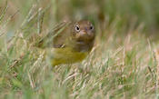 Connecticut Warbler