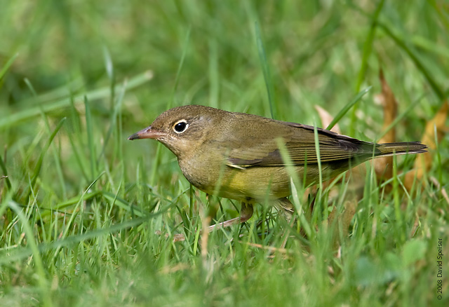 Connecticut Warbler