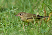 Connecticut Warbler