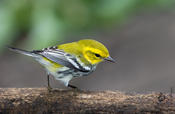 Black-throated Green Warbler