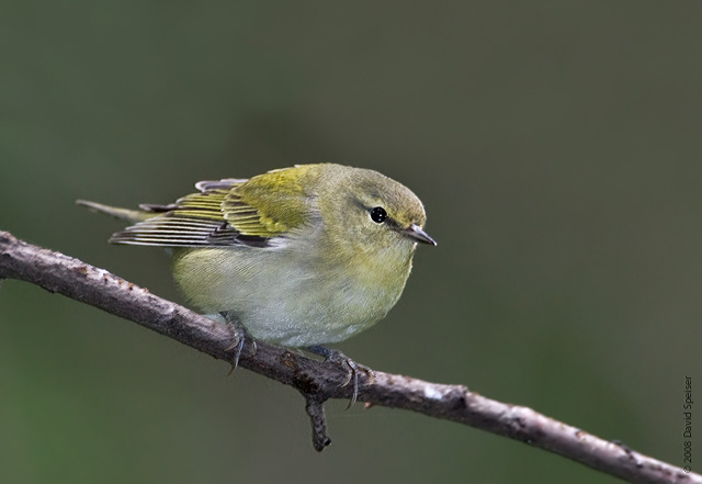 Tennessee Warbler