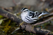 Black and White Warbler