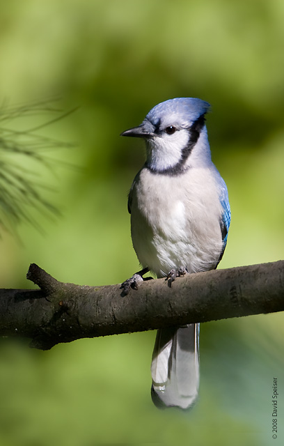 Blue Jay