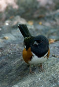 Eastern Towhee