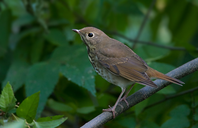 Hermit Thrush