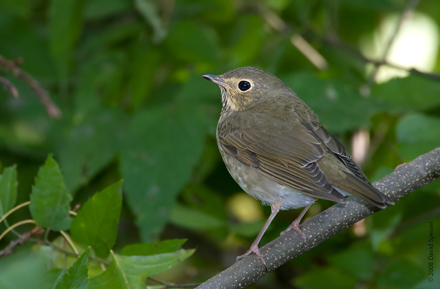 Swainson's Thrush