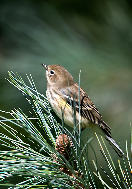 Yellow-rumped Warbler