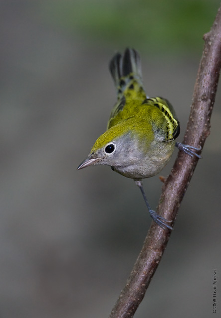 Chestnut-sided Warbler