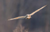 Short-eared Owl