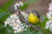 Magnolia Warbler