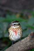 Rose-breasted Grosbeak