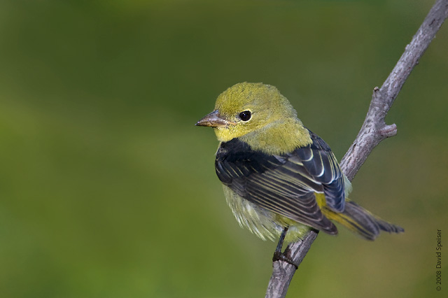 Scarlet Tanager