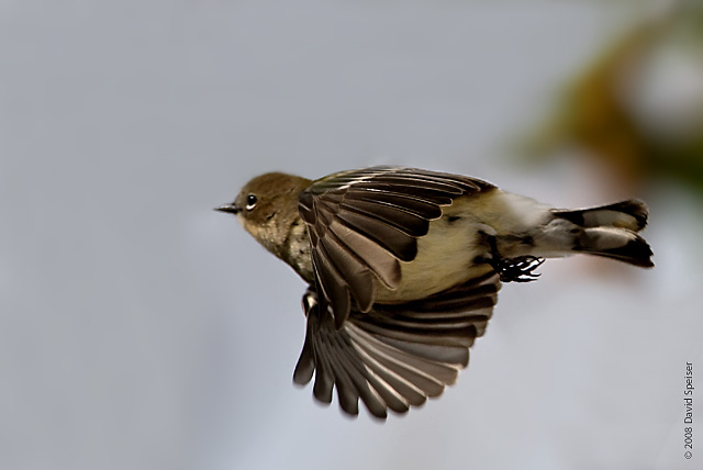 Yellow-rumped Warbler